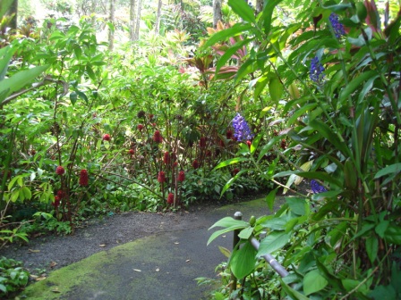 Hawaii Botanical Garden path